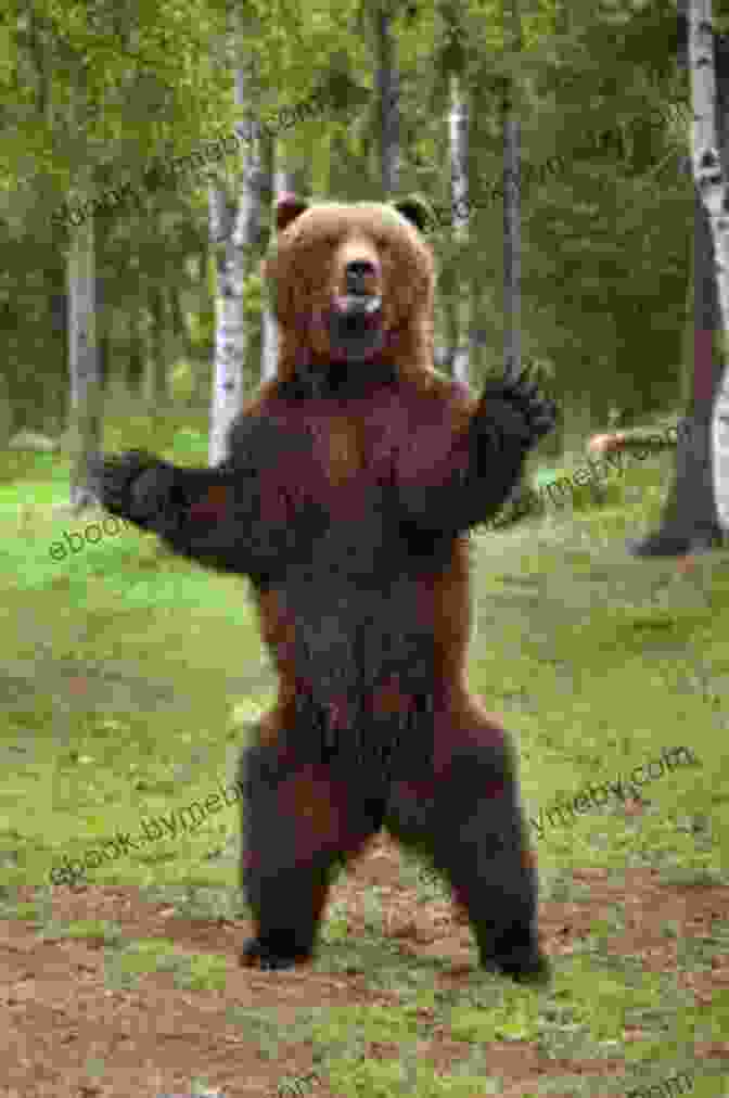 A Brown Bear Standing On Its Hind Legs Animals ABC For Toddlers: Kids And Preschool An Animals ABC For Age 2 5 To Learn The English Animals Names From A To Z (Bear Cover Design)