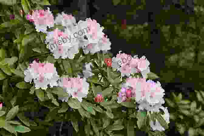 A Close Up Of A Blooming Rhododendron, A Native Shrub Found In The Pacific Northwest Trees And Shrubs Of The Pacific Northwest (A Timber Press Field Guide)