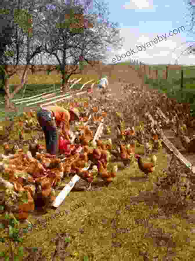 A Farmer Collecting Eggs From A Flock Of Free Range Chickens. The How Of Raising Sheep : Complete Guide On How To Successfully Manage A Flock With Practical Instructions