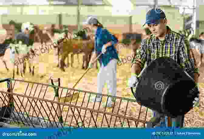 A Farmer Pouring Feed Into A Chicken Feeder In A Barn. The How Of Raising Sheep : Complete Guide On How To Successfully Manage A Flock With Practical Instructions