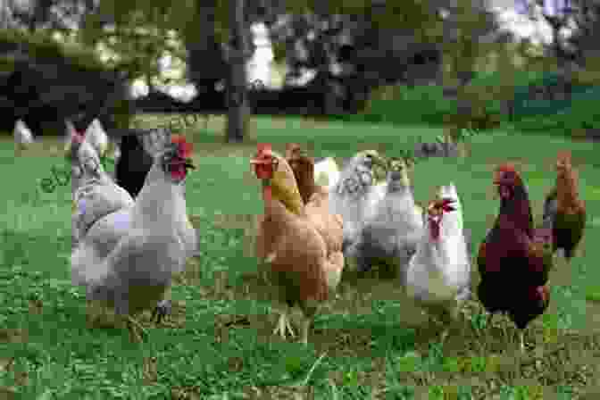 A Flock Of Backyard Chickens An Absolute Beginner S Guide To Keeping Backyard Chickens: Watch Chicks Grow From Hatchlings To Hens