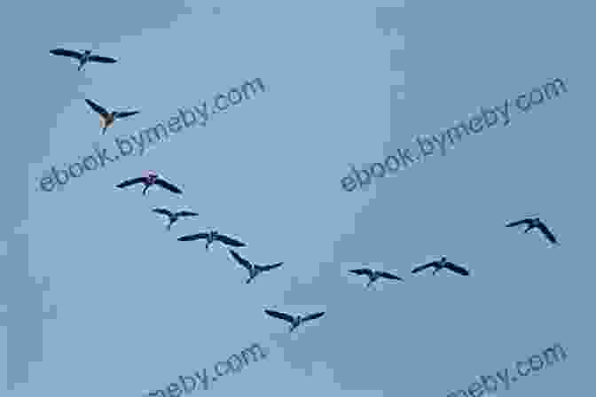 A Flock Of Birds Flying In A V Formation The Message Of The Birds