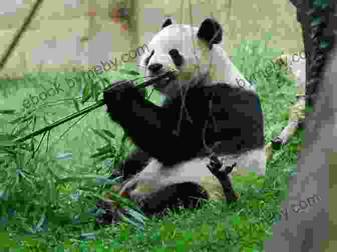 A Giant Panda Sitting On A Bamboo Stalk, Its Distinctive Black And White Markings Contrasting With The Green Vegetation. Show How Guides: Drawing Animals: The 7 Essential Techniques 19 Adorable Animals Everyone Should Know