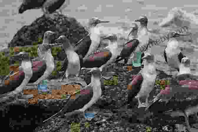 A Group Of Blue Footed Boobies On A Rocky Shore In The Galapagos Islands. The Galapagos Islands And Ecuador 3rd Edition: Your Essential Handbook For Exploring Darwin S Enchanted Islands