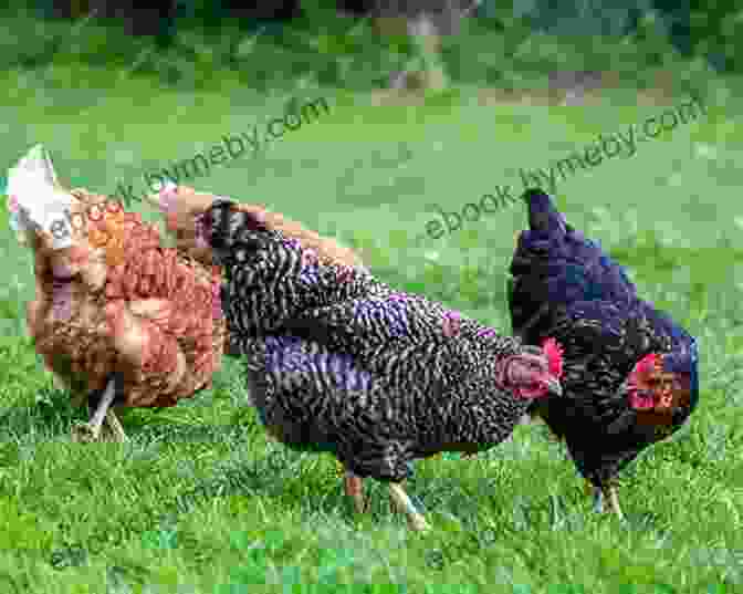 A Healthy Flock Of Chickens Grazing Freely On A Pasture. The How Of Raising Sheep : Complete Guide On How To Successfully Manage A Flock With Practical Instructions