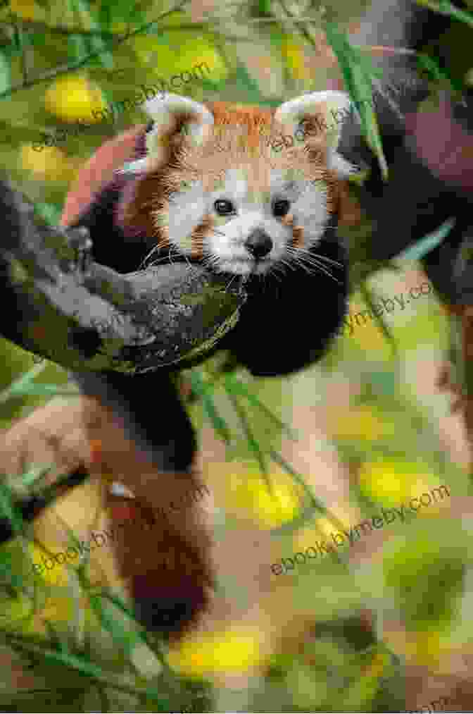 A Red Panda Perched On A Tree Branch, Its Fluffy Tail Curled Around Its Body. Show How Guides: Drawing Animals: The 7 Essential Techniques 19 Adorable Animals Everyone Should Know