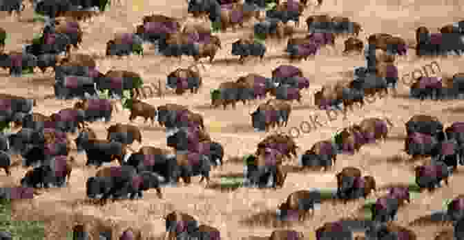 A Vast Herd Of Buffaloes Thundering Across The Great Plains, A Powerful Embodiment Of The Untamed American Frontier. Where The Buffaloes Begin Olaf Baker