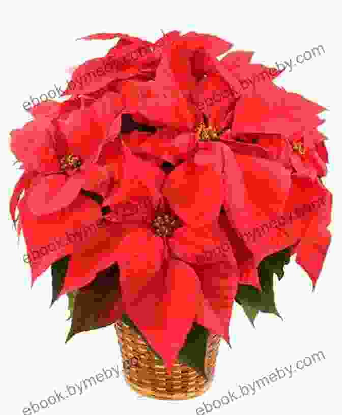 A Vibrant Poinsettia Plant In Bloom The Legend Of The Poinsettia