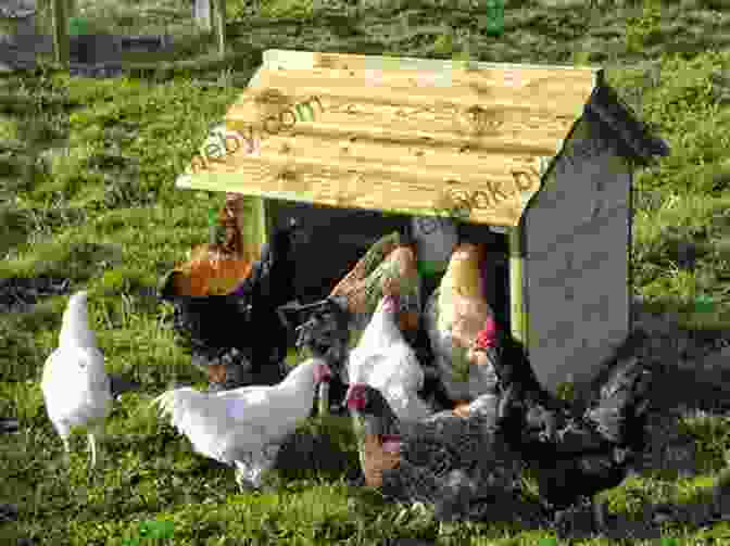 A Well Maintained Chicken Coop Providing Shelter For A Flock Of Hens. The How Of Raising Sheep : Complete Guide On How To Successfully Manage A Flock With Practical Instructions