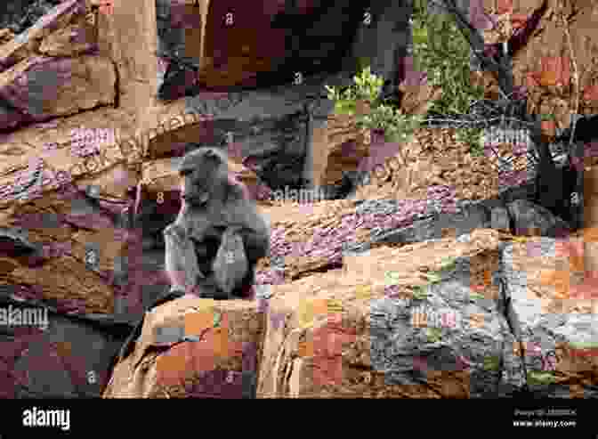 A Young Boy Sits On A Rock, Surrounded By Baboons. Wild Life: Dispatches From A Childhood Of Baboons And Button Downs