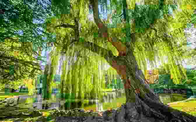 An Ancient Willow Tree Towering Over A Forest Stream Kingdom Of Florida: Guardians Of The Willow: 7 In The Kingdom Of Florida