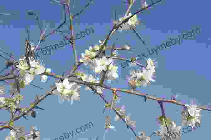 An Ethereal Landscape With A Blackthorn Tree In The Foreground And A Shimmering Pool Reflecting A Starry Sky Dreamer S Pool (Blackthorn Grim 1)