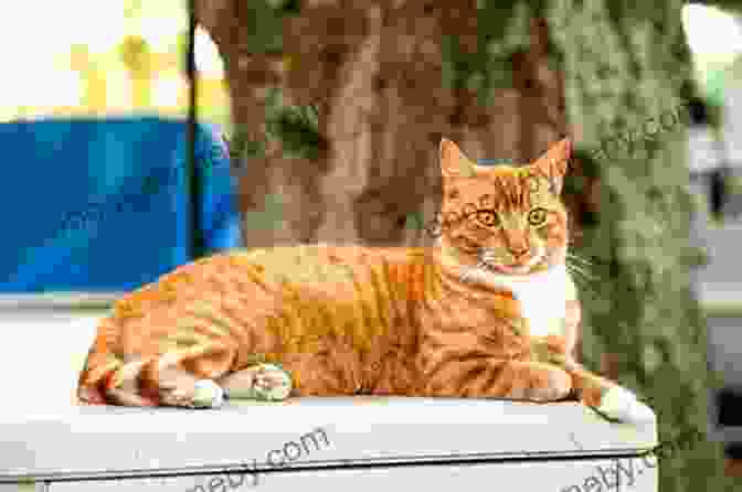 Book Cover Of The Orange Cat Pallav Kalamkar The Orange Cat Pallav Kalamkar