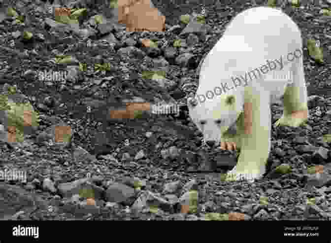 Curious Polar Bears Approaching A Camp In Greenland Helen Thayer S Arctic Adventure: A Woman And A Dog Walk To The North Pole (Encounter: Narrative Nonfiction Picture Books)