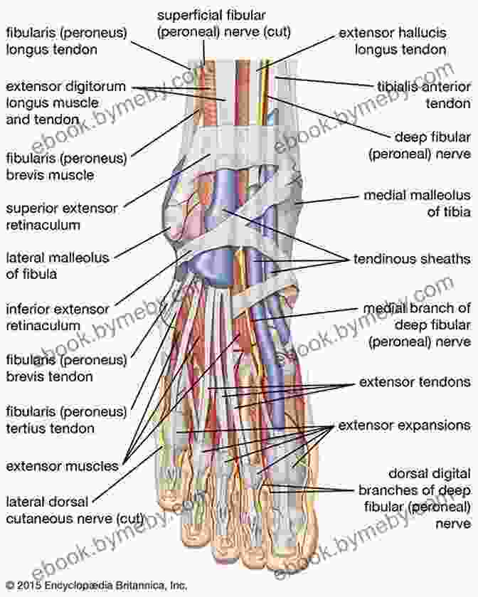 Detailed Anatomical Diagram Of A Foot, Showcasing The Bones, Muscles, Tendons, And Ligaments. How To Draw: Hands Feet: In Simple Steps