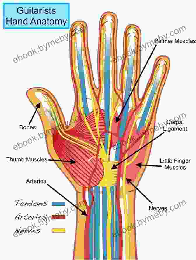 Detailed Anatomical Diagram Of A Hand, Showcasing The Bones, Muscles, Tendons, And Ligaments. How To Draw: Hands Feet: In Simple Steps