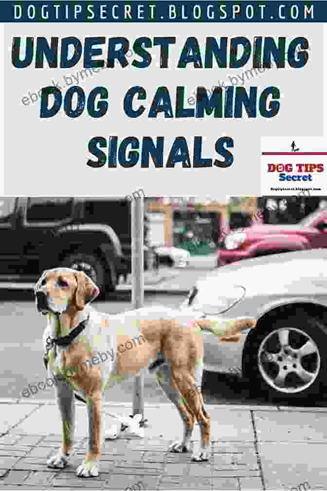 Dog Being Trained Using Calming Signals On Talking Terms With Dogs: Calming Signals