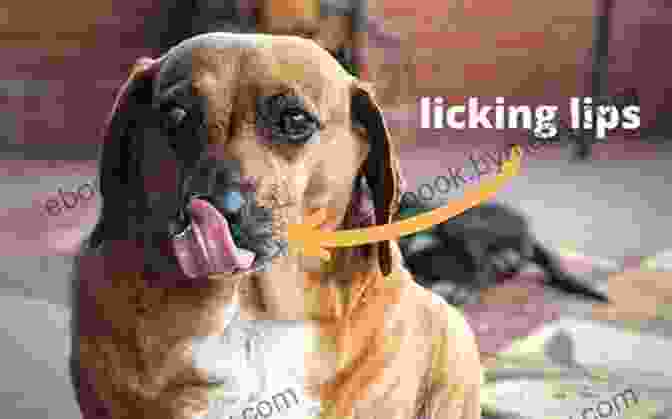 Dog Exhibiting Calming Signal Of Lip Licking On Talking Terms With Dogs: Calming Signals