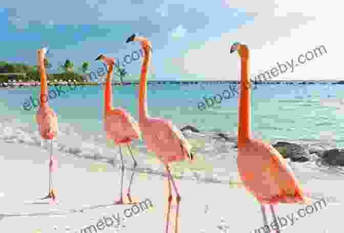 Flamingo Sanctuary, Bonaire Reef Smart Guides Bonaire: Scuba Dive Snorkel Surf (Best Netherlands Bonaire Diving Spots Scuba Diving Travel Guide)