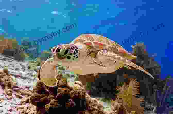 Green Sea Turtle, Bonaire Reef Smart Guides Bonaire: Scuba Dive Snorkel Surf (Best Netherlands Bonaire Diving Spots Scuba Diving Travel Guide)