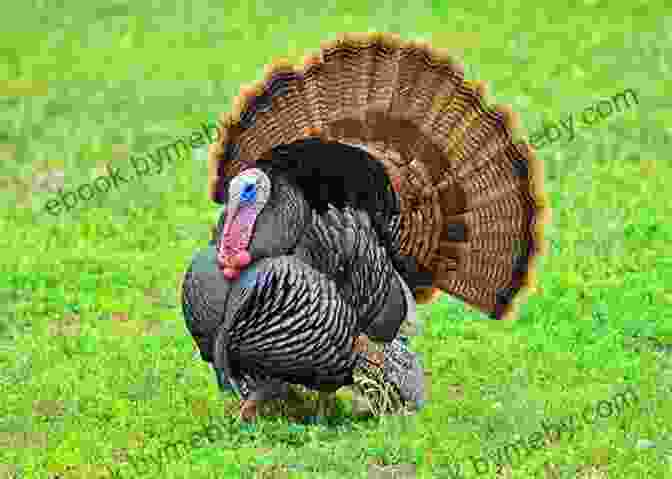 Image Of A Turkey I Spy Thanksgiving For Kids Ages 2 5: Celebrate Thanksgiving A Fun Learning Activity Picture And Guessing Game For Kids Ages 2 5 Toddler Preschool Kindergarteners