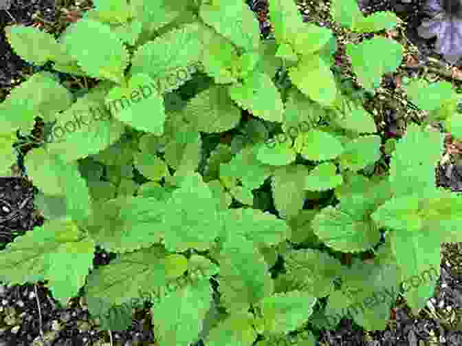 Lemon Balm Leaves, A Relaxing Herb That Alleviates Stress Induced Fatigue Home Remedies To Treat And Prevent Fatigue