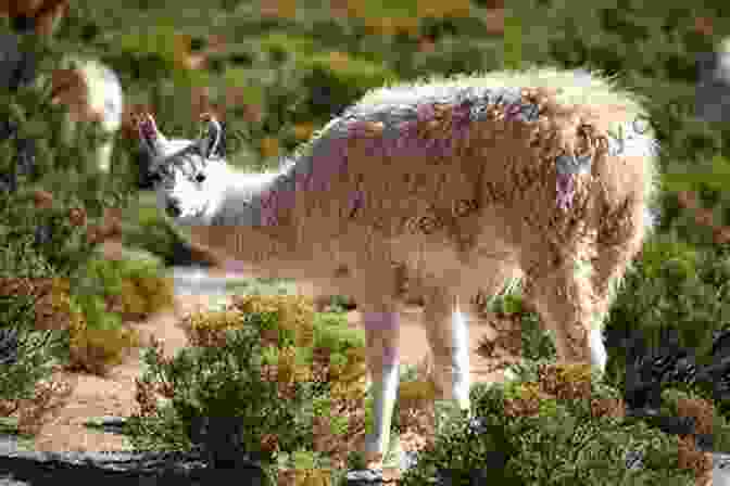 Llamas Grazing In The Andes Mountains National Geographic Readers: Llamas (L1)