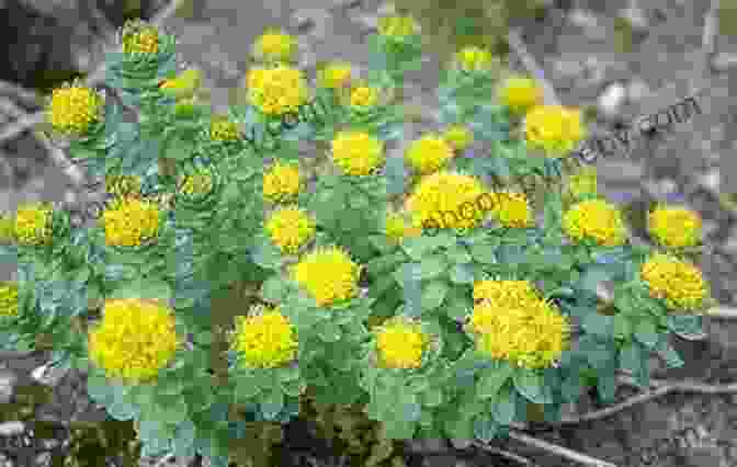 Rhodiola Rosea Root, An Adaptogenic Herb That Enhances Energy And Mood Home Remedies To Treat And Prevent Fatigue