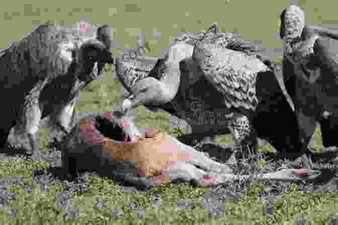 Vulture Feeding On A Carcass Vulture: The Private Life Of An Unloved Bird